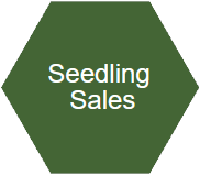 Seedling Sales