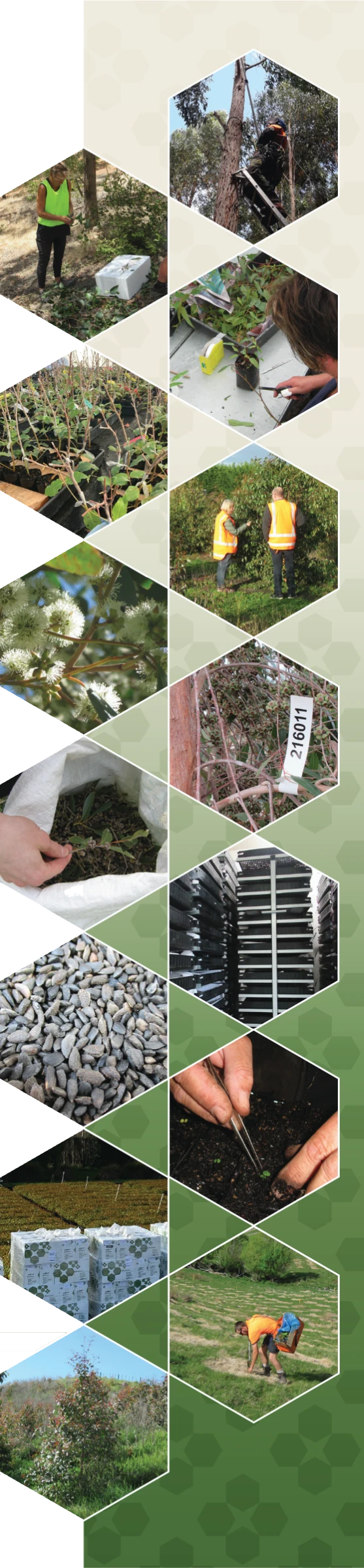 Photos of the seed production process
